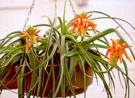 Aloe thompsoniae thrives in hanging baskets