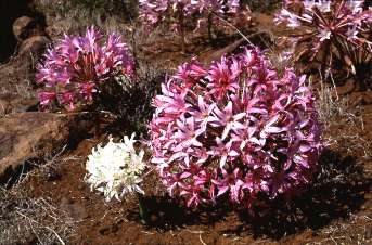 Brunsvigia bosmaniae Photo C Paterson Jones