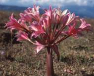 Growing near Gordon's Bay