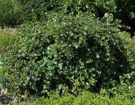 Anisodontea scabrosa shrub