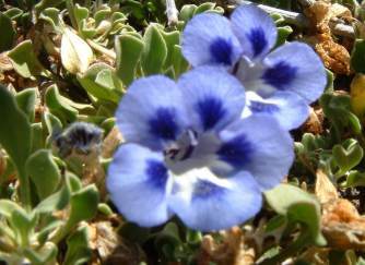 Aptosimum procumbens