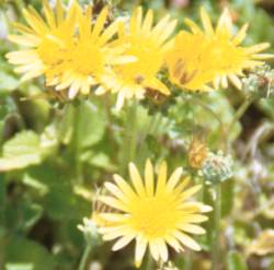 Close up of flowers