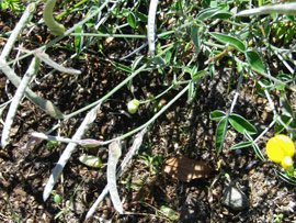 Argyrolobium lunare leaves and pods