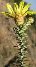 A. styphelioides in flower