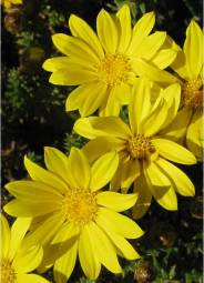 A. styphelioides flower heads (top view)