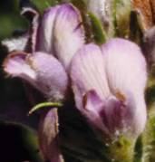 Aspalathus flower