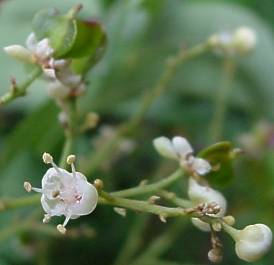 A. alata flowers