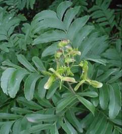 A. alata foliage