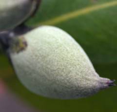 Avicennia marina fruit