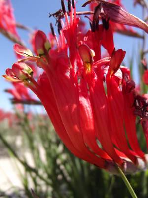 Flowers of B.hirsuta