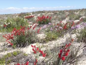 Growing in habitat