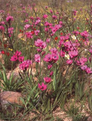 Growing in habitat with Geissorhiza erosa