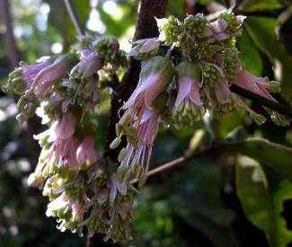 Bachmannia woodii flowers