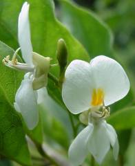 Baphia racemosa flowers 