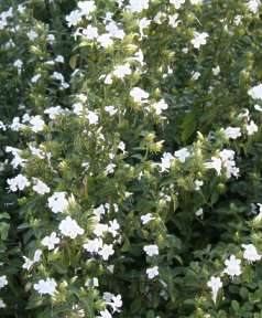 Bush in flower