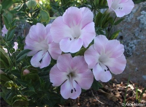 Barleria greenii