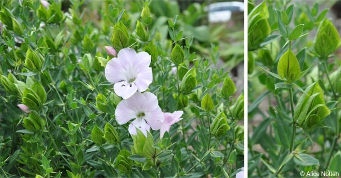 Barleria greenii in fresh flower, showing stems, leaves, bracts and spines