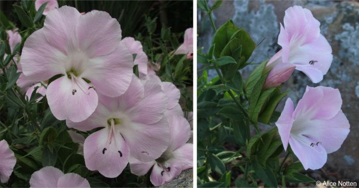Face and side-view of a flower showing bracts