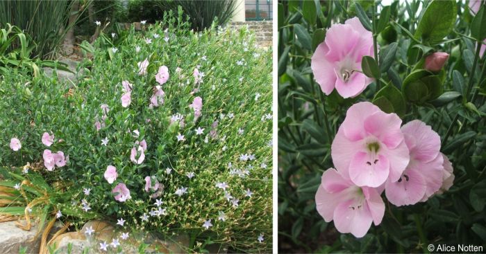 Barleria greenii growing in Kirstenbosch National Botanical Garden