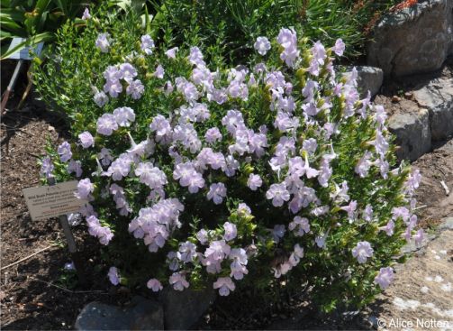 Barleria greenii in full flower in Kirstenbosch National Botanical Garden