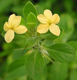 Barleria holubii flowers and leaves