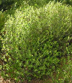 Barleria holubii shrub