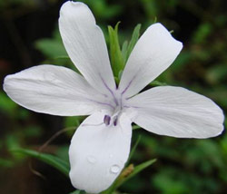 Barleria meyeriana flower 