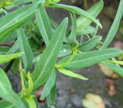 Barleria meyeriana leaves 