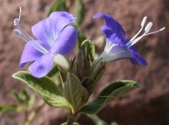 Barleria rogersii flowers and foliage