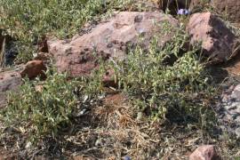 Barleria rogersii shrub