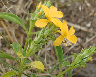 Barleria senensis