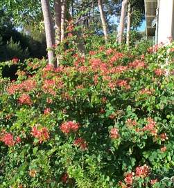 Bauhinia galpinii