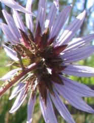 Bracts at the back of the flower