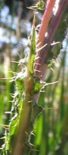 Small leaves on the stems