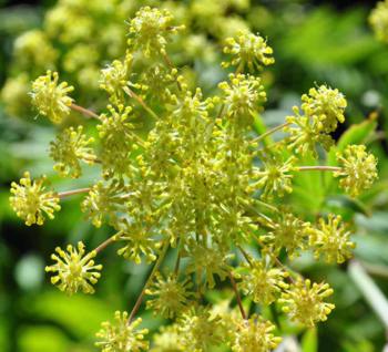 Flower head