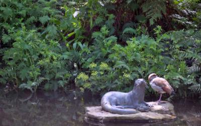 Growing around ottter pond in Kirstenbosch