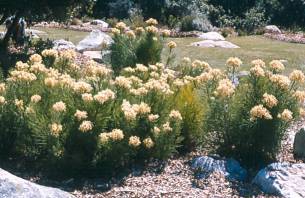 Growing in Kirstenbosch