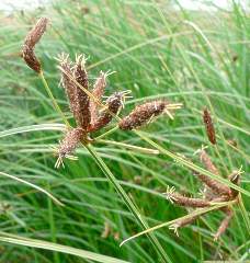 Bolboschoenus maritimus