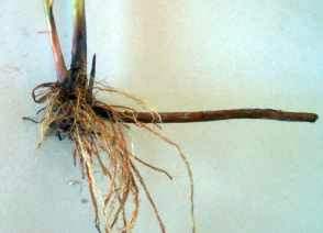 Rhizomes