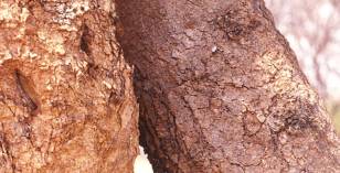 Close up of trunk