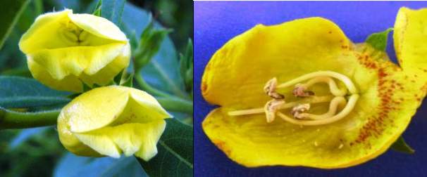 Image of flowers and inside  of flower