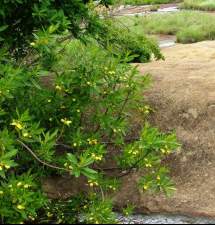 Image of plant growing in habitat