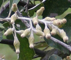 Brachylaena transvaalensis fruit 