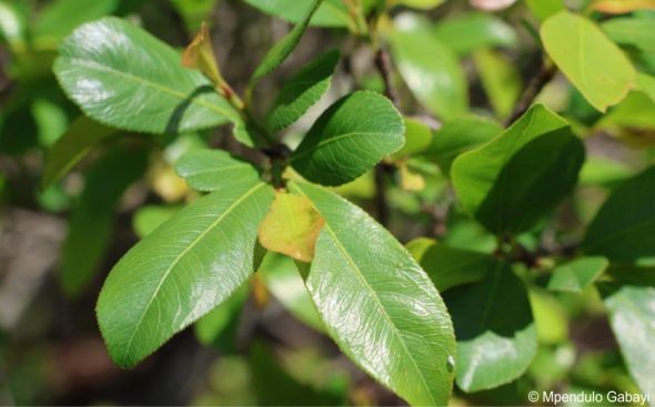 Leaves of Brackenridgea zanguebarica