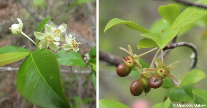 Flower and fruit of Brackenridgea zanguebarica