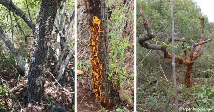 Bark of an undamaged tree, a harvested tree showing yellow pigment under the bark, and a severely damaged poached tree