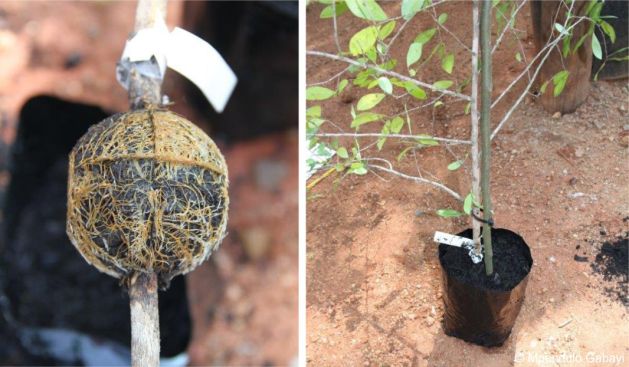 Air layering - root ball on a stem and potted sapling
