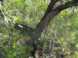 Brackenridgea zanguebarica stripped bark