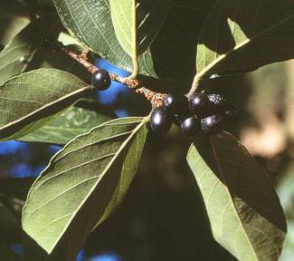 Bridelia micrantha leaves and berries