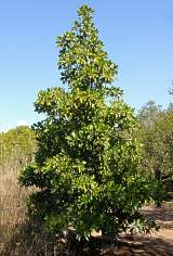 Black mangrove tree